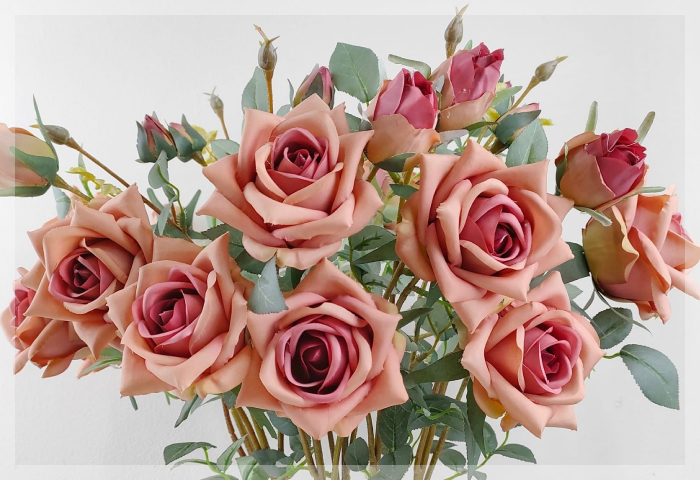 กุหลาบ (Rose) กุหลาบ (Rose)