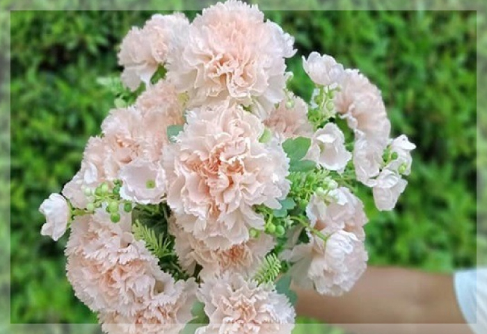 คาร์เนชั่น (Carnation) คาร์เนชั่น (Carnation)