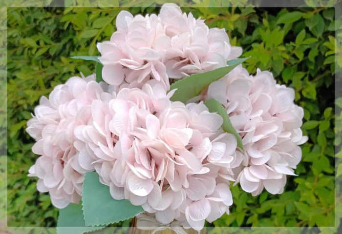 ไฮเดรนเยีย (Hydrangea) ไฮเดรนเยีย (Hydrangea)