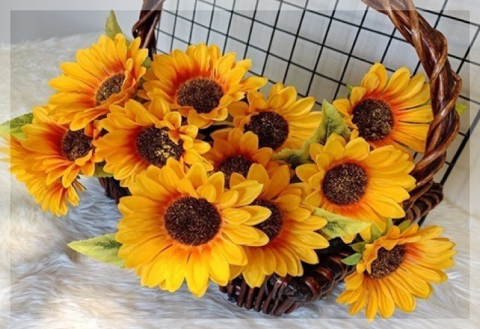 ทานตะวัน (Sunflower) ทานตะวัน (Sunflower)