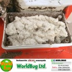 WorldBug Limited Partnership