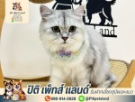 โรงแรมแมวทุ่งครุ ปิติ เพ็ทส์ แลนด์