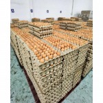 ขายส่งไข่ไก่ ชลบุรี - ฟาร์มไข่ไก่ชลบุรี ขายส่งไข่ไก่ราคาถูก - ฟาร์มยู่สูงไข่สด