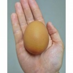 ฟาร์มไข่ไก่ ชลบุรี - ฟาร์มไข่ไก่ชลบุรี ขายส่งไข่ไก่ราคาถูก - ฟาร์มยู่สูงไข่สด