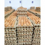 แหล่งขายส่งไข่ไก่ - ฟาร์มไข่ไก่ชลบุรี ขายส่งไข่ไก่ราคาถูก - ฟาร์มยู่สูงไข่สด