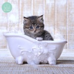 อาบน้ำตัดขนแมวทาวน์อินทาวน์ - รับฝาก ตัดขน สุนัข และแมว - Pet Relax