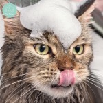 อาบน้ำแมวใกล้ฉัน - รับฝาก ตัดขน สุนัข และแมว - Pet Relax