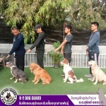 รับฝึกสอนสุนัขและรับเลี้ยงทุกสายพันธุ์