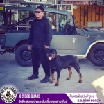 รับฝึกสอนสุนัขและรับเลี้ยงทุกสายพันธุ์
