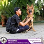 K9 Dog Training Center - รับฝึกสอนสุนัขและรับเลี้ยงทุกสายพันธุ์