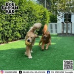 รับฝากเลี้ยงสุนัข - dog garden bkk
