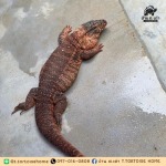 ฟาร์มกิ้งก่าเตกู - รับฝากเลี้ยงเต่า - บ้าน ต.เต่า