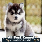 Allbest Kennel