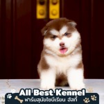 Allbest Kennel