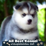 ฟาร์มขายไซบีเรียนฮัสกี้กรุงเทพ - ฟาร์มไซบีเรียนเกรดไฮเอน - Allbest Kennel