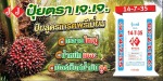 ปาล์มขาดธาตุอาหาร - ร้านจำหน่ายปุ๋ยเคมีและปุ๋ยอินทรีย์ สงขลา