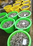 แมงดาทะเล มาวินซีฟู้ดส์ - Mawin Seafood