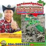 ไซโลเทค ยาต้นแข็ง ป้องกันข้าวล้ม - โรงงานผลิตปุ๋ยน้ำ OEM-นิริน อินเตอร์เทรด