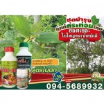 ชุดแท้กระท่อมไทย สูตรโตไว - โรงงานผลิตปุ๋ยน้ำ OEM-นิริน อินเตอร์เทรด