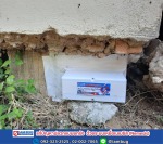 กำจัดปลวกใกล้ฉัน - กำจัดปลวก เหยื่อกำจัดปลวก ปทุมธานี - ไอ แอม บัก