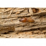 บริการกำจัดปลวก ชลบุรี - บริการกำจัดปลวกพัทยา - แอล เค โฮมเพลสท์คอนโทรล เซอร์วิส