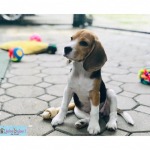 โรงแรมน้องหมา ย่านท่าพระ - บริษัท มี แอนด์ ดีไซน์ จำกัด