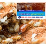กำจัดปลวกอุบลราชธานี - ร้านไทยท็อป เพสท์คอนโทรล เซอร์วิส