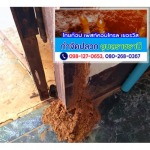 กำจัดปลวก มุกดาหาร - ร้านไทยท็อป เพสท์คอนโทรล เซอร์วิส
