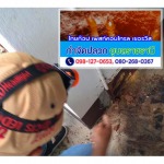 กำจัดปลวก วารินชำราบ - ร้านไทยท็อป เพสท์คอนโทรล เซอร์วิส