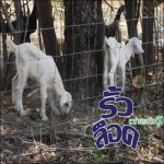 รั้วล้อมแกะ - บริษัท บุนย์วานิช อินเตอร์เนชั่นแนล จำกัด