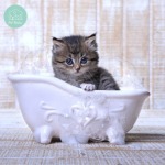 อาบน้ำตัดขนแมวทาวน์อินทาวน์ - รับฝาก ตัดขน สุนัข และแมว - Pet Relax