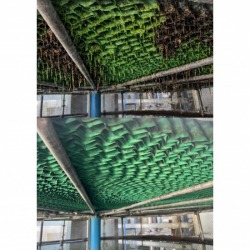 สารเคมีกำจัดตะไคร่น้ำในระบบCooling Tower