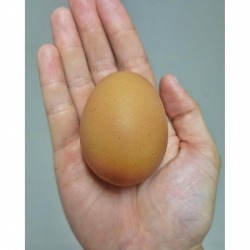 Chonburi Egg Farm