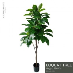 ต้นLoquat