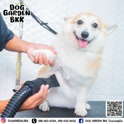 dog grooming bkk
