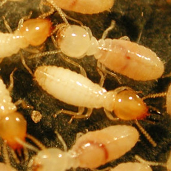 รับวางระบบป้องกันปลวก ขอนแก่น รับวางระบบป้องกันปลวก ขอนแก่น 