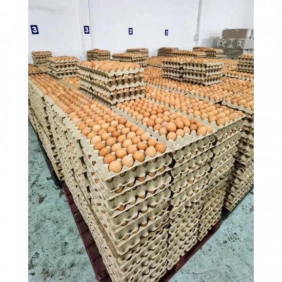 Wholesale eggs Chonburi Wholesale eggs Chonburi 