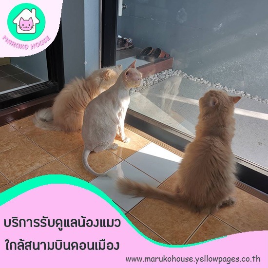 โรงแรมแมวราคาถูก โรงแรมแมวราคาถูกย่านดอนเมือง จตุจักร ลาดพร้าว ใกล้สนามบินดอนเมือง  รับฝากแมวรายวันรายเดือนกรุงเทพ 
