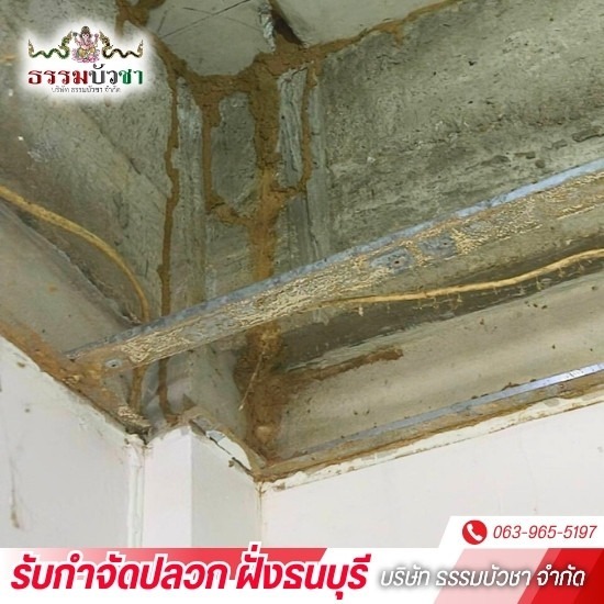 กําจัดปลวกราคาถูก ฝั่งธนบุรี กําจัดปลวกราคาถูก ฝั่งธนบุรี  รับกำจัดปลวกราคาถูก  บริษัทกําจัดปลวก ใกล้ฉัน  บริการกำจัดปลวก  กำจัดปลวก มด แมลงสาบ ราคาถูก 