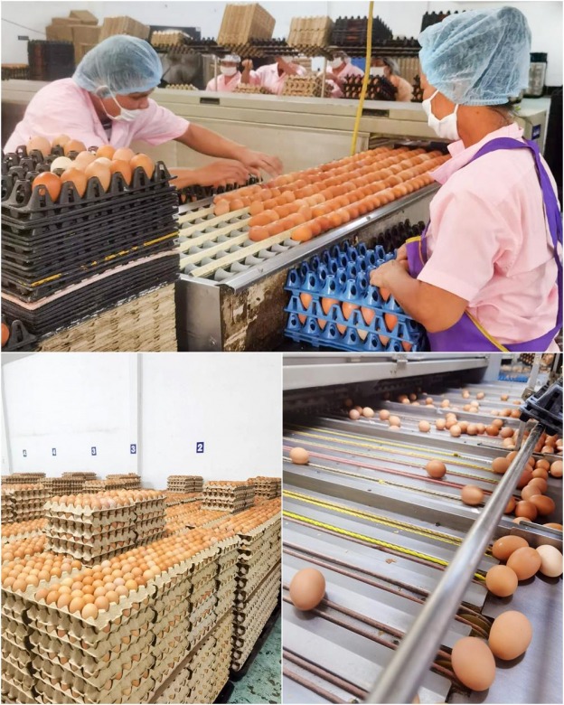 ฟาร์มไข่ไก่ ชลบุรี ขายส่งไข่ไก่ ราคาถูก ฟาร์มไข่ไก่ ชลบุรี ขายส่งไข่ไก่ ราคาถูก